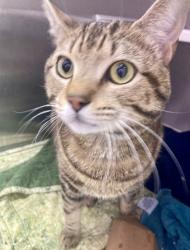 Shelter Stray Male Cat last seen Near Liberty Heights, 21215, MD, 301 Stockholm St, Baltimore, MD 21230, USA