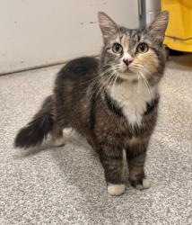 Shelter Stray Female Cat last seen Near Giles Rd, 21225, MD, 301 Stockholm St, Baltimore, MD 21230, USA