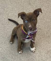 Shelter Stray Male Dog last seen Buckeye Drive, 75181, TX, 1650 Gross Rd, Mesquite, TX 75149, USA