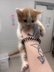 Shelter Stray Male Cat last seen Near Giles Rd, 21225, MD, 301 Stockholm St, Baltimore, MD 21230, USA