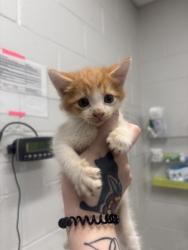 Shelter Stray Male Cat last seen Near Giles Rd, 21225, MD, 301 Stockholm St, Baltimore, MD 21230, USA