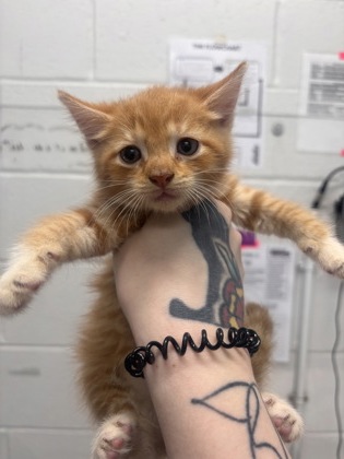 Shelter Stray Male Cat last seen Near Giles Rd, 21225, MD, 301 Stockholm St, Baltimore, MD 21230, USA