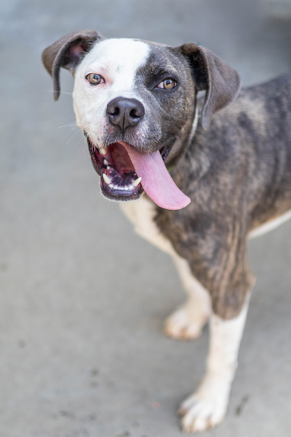Shelter Stray Male Dog last seen Near Deer Creek Circle, 30038, GA, 3280 Chamblee Dunwoody Rd, Chamblee, GA 30341, USA
