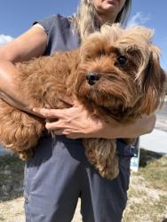 Found/Stray Unknown Dog last seen Near Life Pointe Church, Homestead, FL 33032