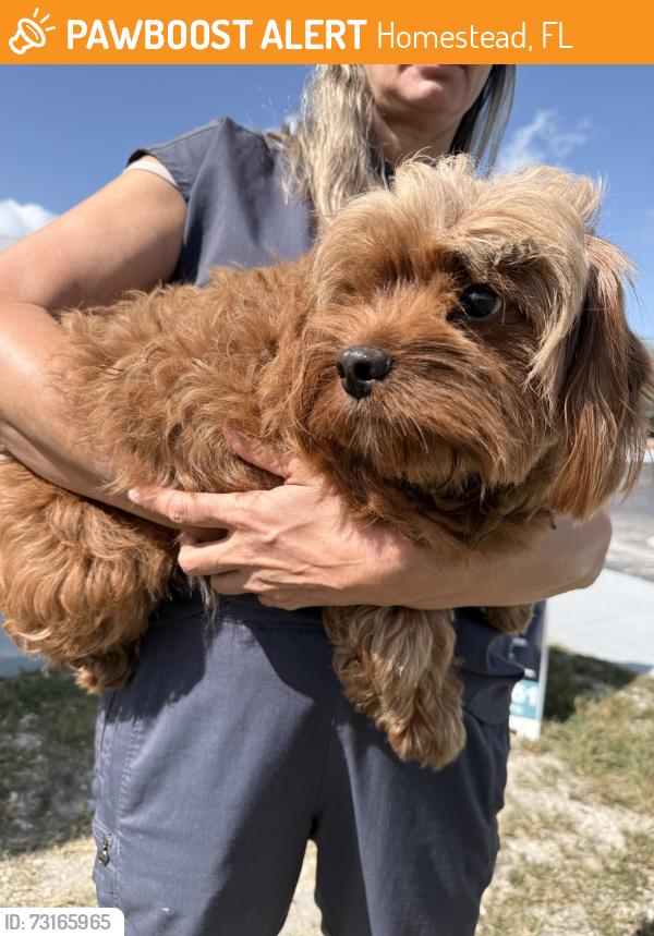 Found/Stray Unknown Dog last seen Near Life Pointe Church, Homestead, FL 33032