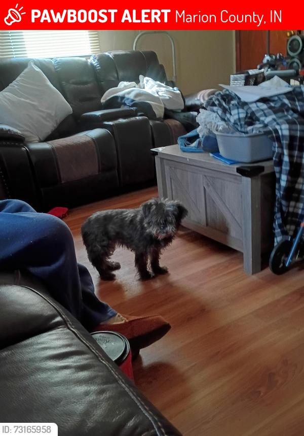 Lost Female Dog last seen Shelby Street Dietz in Troy to South keystone, Marion County, IN 46227