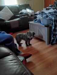 Lost Female Dog last seen Shelby Street Dietz in Troy to South keystone, Marion County, IN 46227