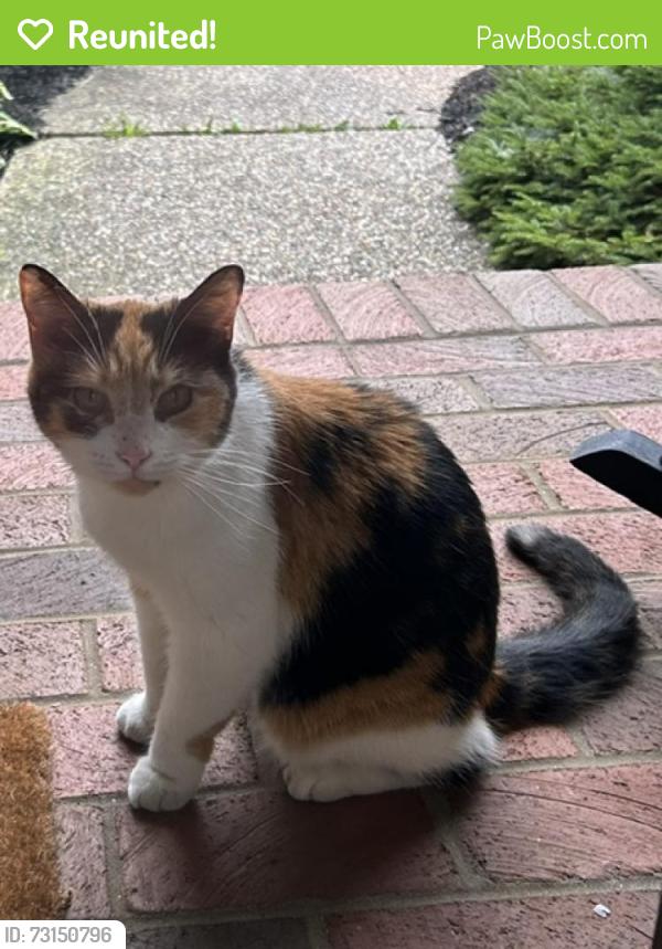 Reunited Unknown Cat last seen Herrington Ave NE and Belmont Road, Belmont, MI 49306