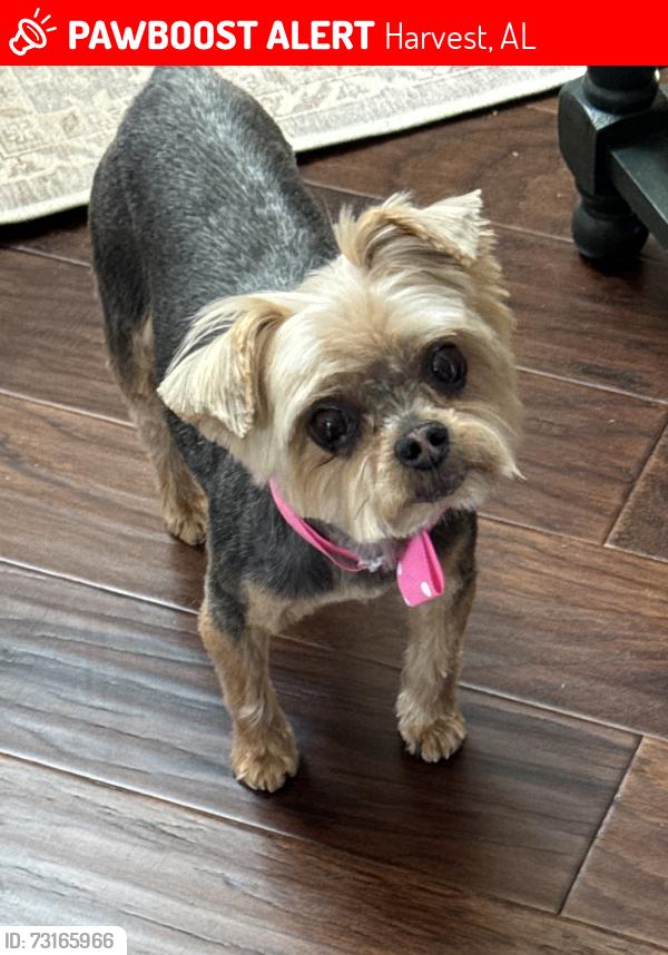Lost Female Dog last seen Wedgewood Terrace, The Ridge subdivision, Harvest, AL 35749