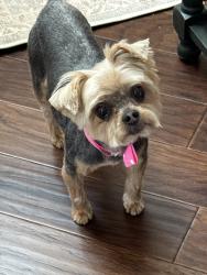 Lost Female Dog last seen Wedgewood Terrace, The Ridge subdivision, Harvest, AL 35749