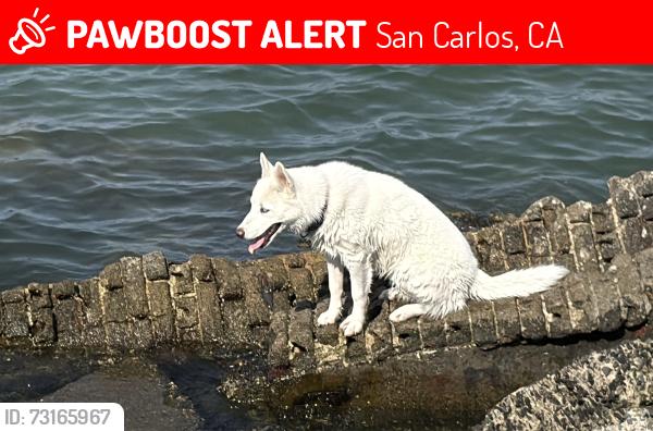 Lost Male Dog last seen Near San Carlos Ave Castro valley, San Carlos, CA 94070