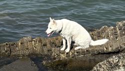 Lost Male Dog last seen Near San Carlos Ave Castro valley, San Carlos, CA 94070