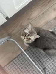 Lost Female Cat last seen garage of 57 willow drive area, Barrie, ON L4N 0E4