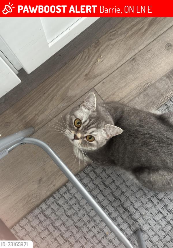 Lost Female Cat last seen garage of 57 willow drive area, Barrie, ON L4N 0E4