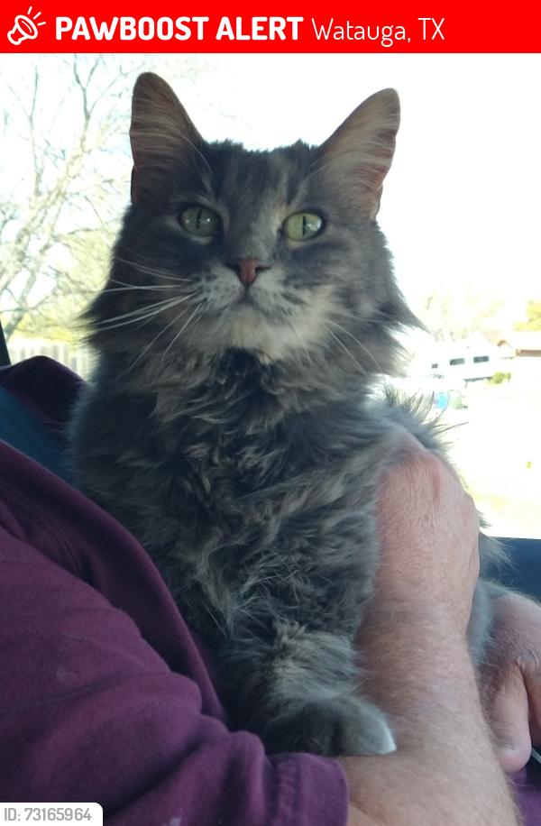 Lost Female Cat last seen Kary Lynn Dr. N and Cascade Cr. Watauga, Watauga, TX 76148
