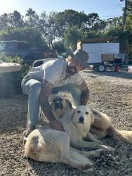 Lost Female Dog last seen hwy 441, Delray Beach, FL 33446