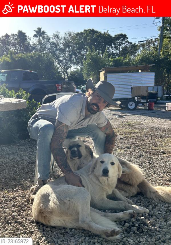 Lost Female Dog last seen hwy 441, Delray Beach, FL 33446