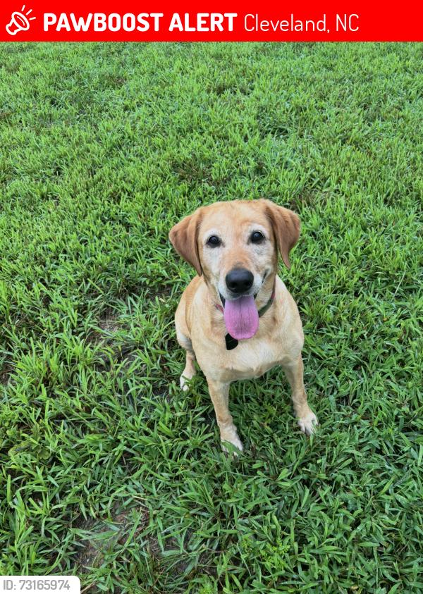 Lost Female Dog last seen Amity Hill and Triplett, Cleveland, NC 27013
