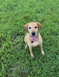 Lost Female Dog last seen Amity Hill and Triplett, Cleveland, NC 27013