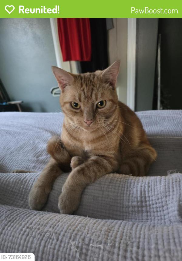 Reunited Male Cat last seen Grace Church, Hickory, NC 28601