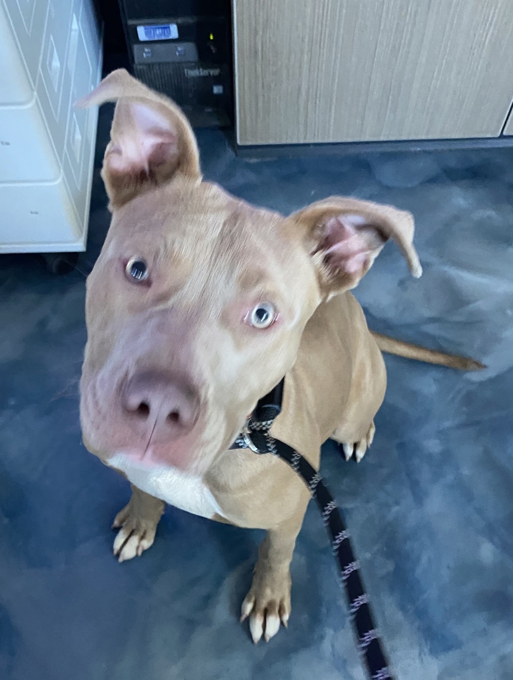 Shelter Stray Male Dog last seen Near Peacock Avenue, PONTIAC, MI, 48342, 1200 N Telegraph Building 42E, Pontiac, MI 48340, USA