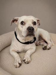 Shelter Stray Male Dog last seen Near E 32nd Street, AUSTIN, TX, 78705, 7201 Levander Loop bldg a, Austin, TX 78702, USA
