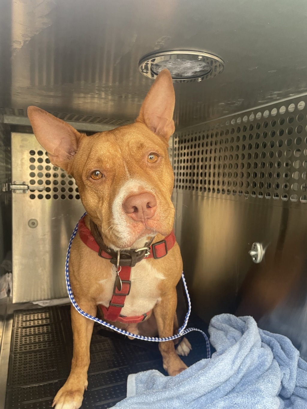 Shelter Stray Unknown Dog last seen Near Walsh Tarlton Lane, AUSTIN, TX, 78746, 7201 Levander Loop bldg a, Austin, TX 78702, USA
