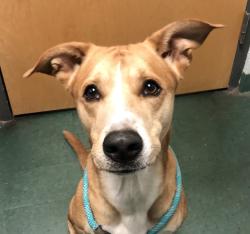 Shelter Stray Male Dog last seen showed up on finders' doorstep during storm last night off rock Quarry rd. in Raleigh, RALEIGH, NC, 27609, 820 Beacon Lake Dr, Raleigh, NC 27610, USA