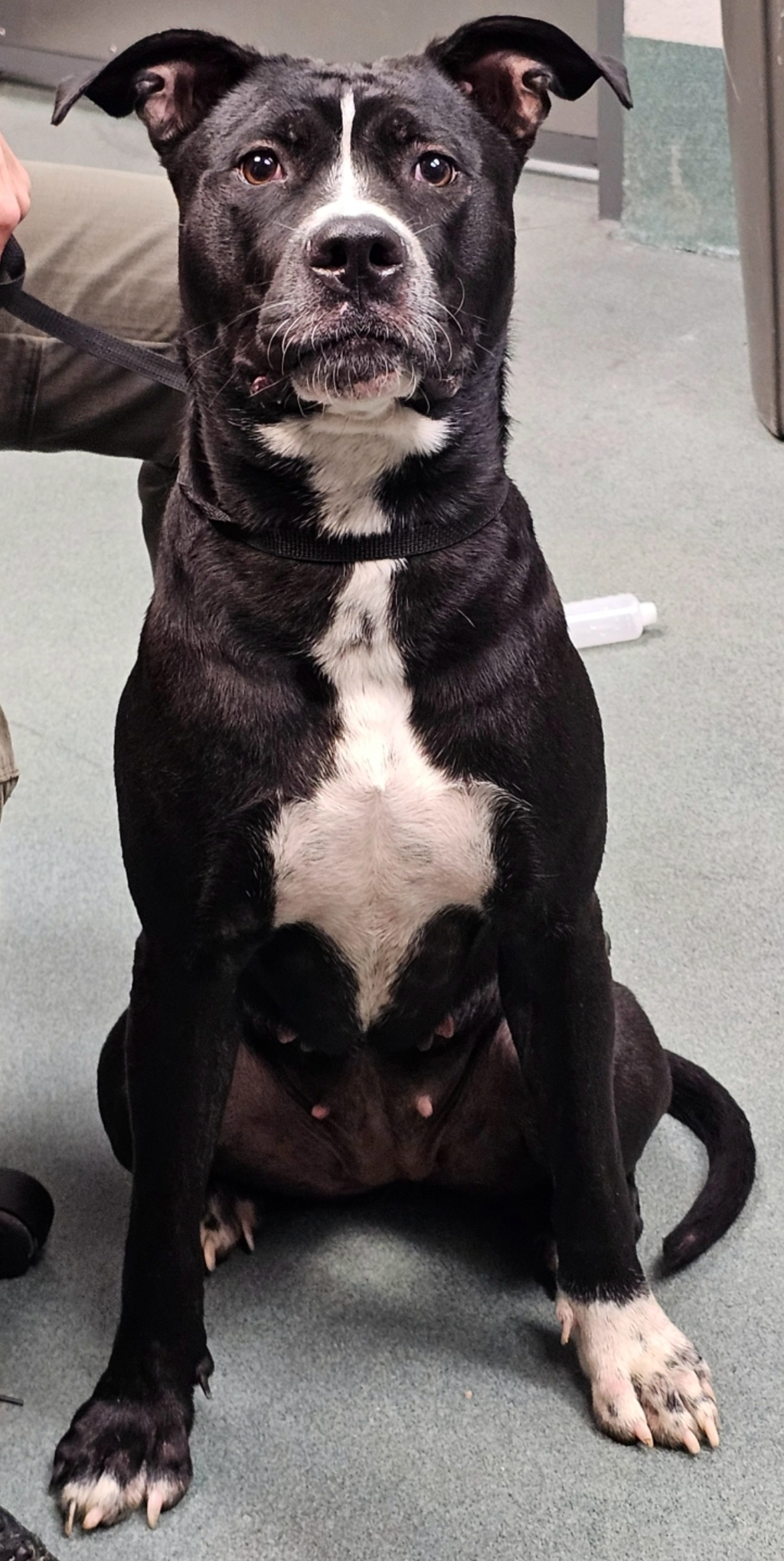 Shelter Stray Female Dog last seen glenridge & bardwell, RALEIGH, NC, 27604, 820 Beacon Lake Dr, Raleigh, NC 27610, USA