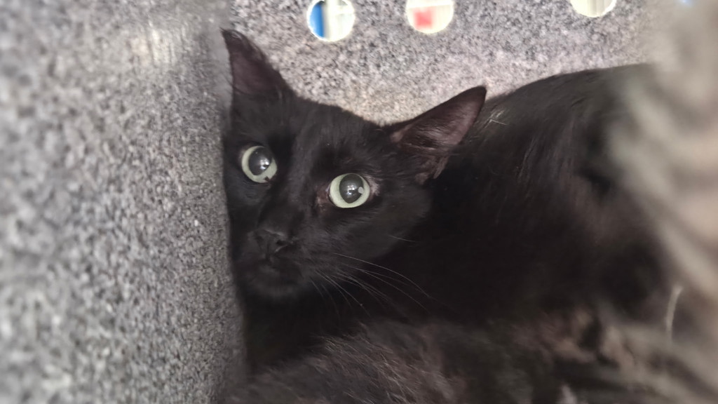 Shelter Stray Female Cat last seen Near S 1040 E, MILLCREEK, UT, 84124, 511 W 3900 S, Salt Lake City, UT 84123, USA