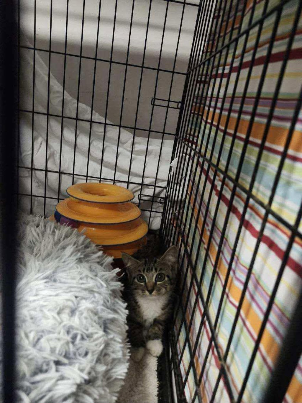 Shelter Stray Female Cat last seen Waffle house on indian river, VIRGINIA BEACH, VA, 23464, 341 S Birdneck Rd, Virginia Beach, VA 23451, USA