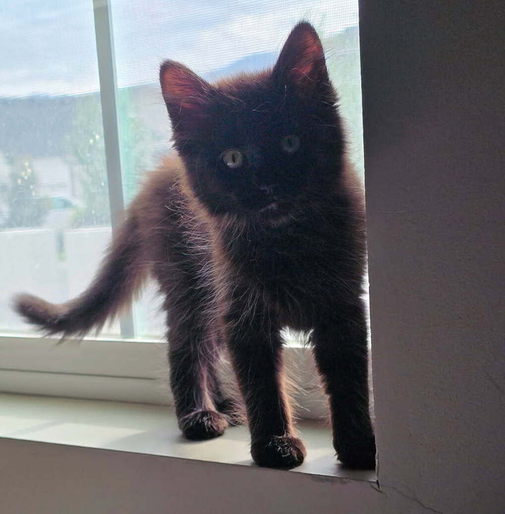 Shelter Stray Female Cat last seen near big bear park, turned into VCA cottonwood., White City Township, UT, 84094, 511 W 3900 S, Salt Lake City, UT 84123, USA