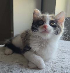 Shelter Stray Female Cat last seen near big bear park, turned into VCA cottonwood., White City Township, UT, 84094, 511 W 3900 S, Salt Lake City, UT 84123, USA