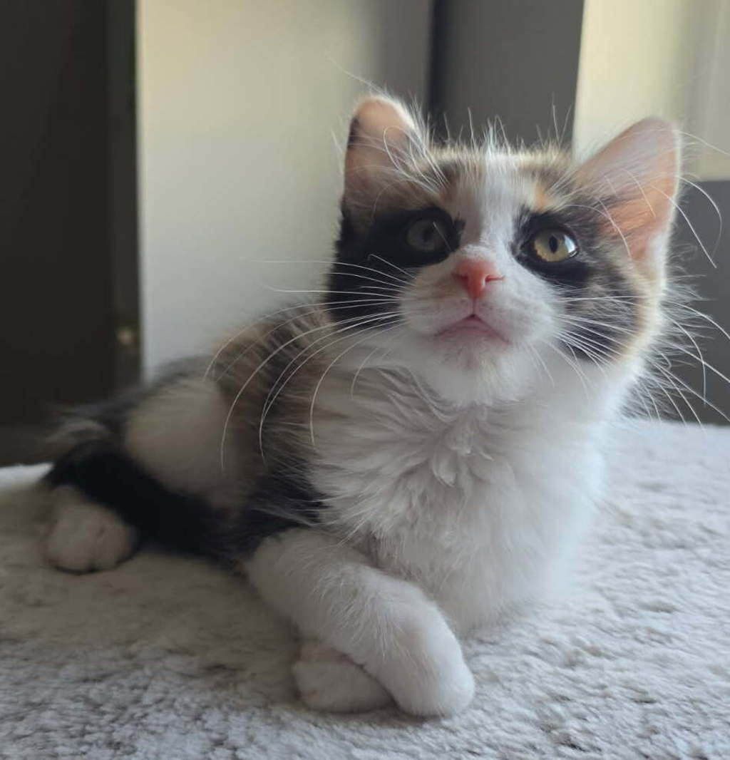 Shelter Stray Female Cat last seen near big bear park, turned into VCA cottonwood., White City Township, UT, 84094, 511 W 3900 S, Salt Lake City, UT 84123, USA