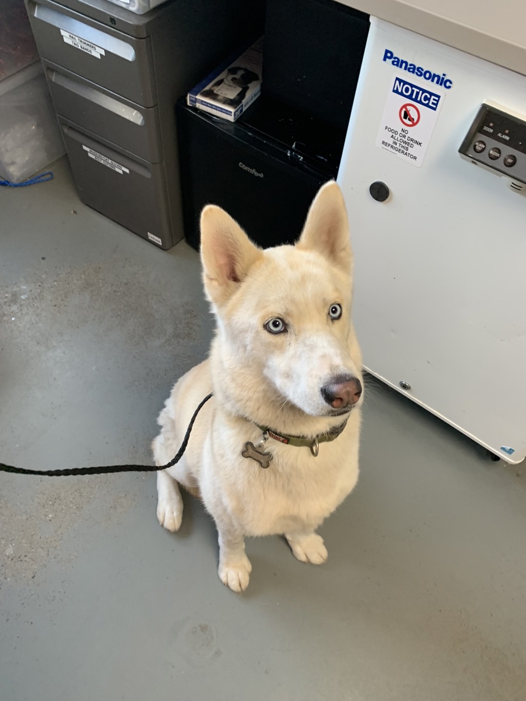 Shelter Stray Male Dog last seen Near N Warm Springs Road, SALT LAKE CITY, UT, 84116, 511 W 3900 S, Salt Lake City, UT 84123, USA