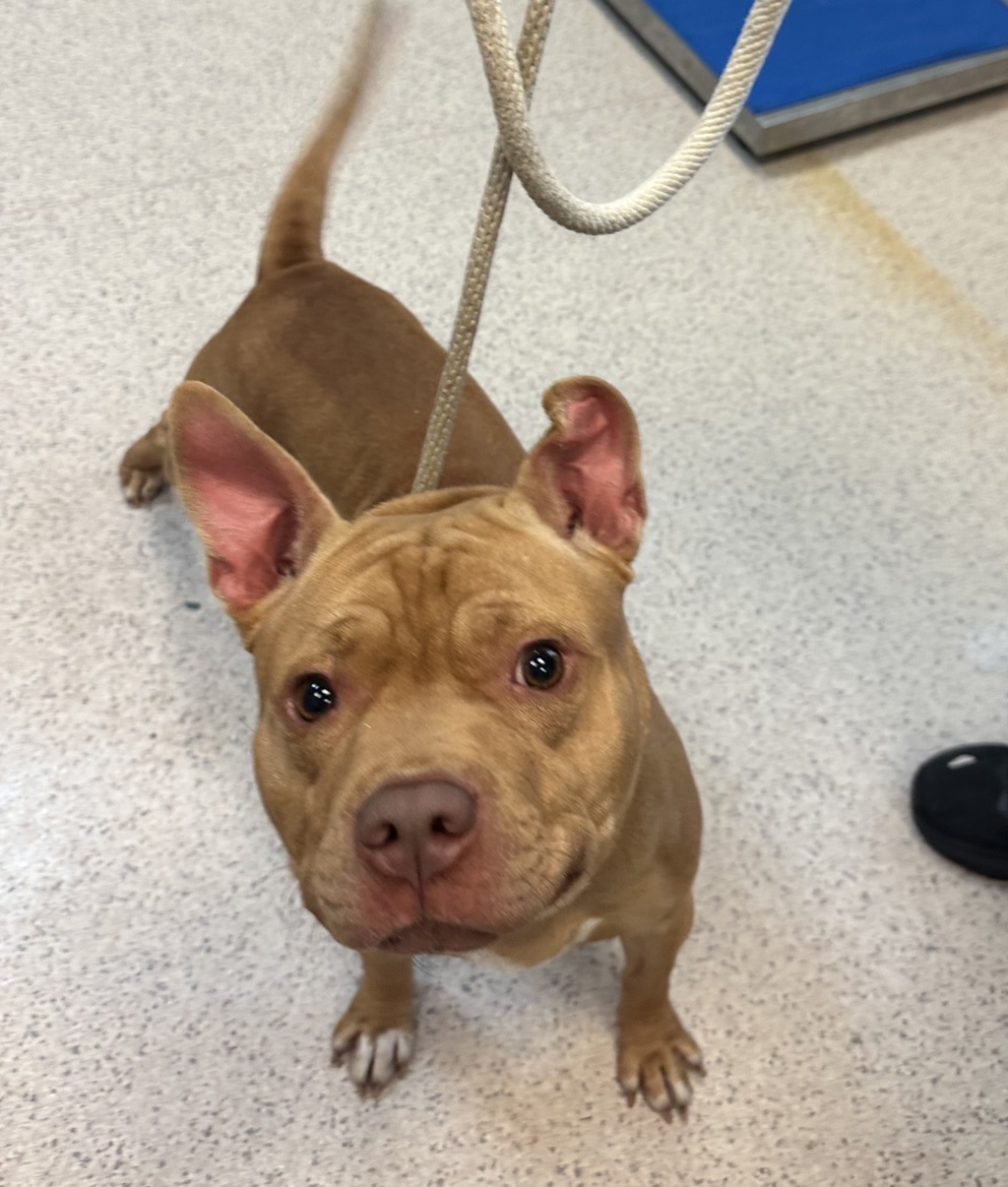 Shelter Stray Male Dog last seen Pickup location unknown, was brought into the 88th PCT, BROOKLYN, NY, 11205, 326 E 110th St, New York, NY 10029, USA