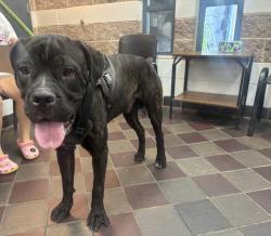 Shelter Stray Male Dog last seen Near Dean Street, BROOKLYN, NY, 11233, 326 E 110th St, New York, NY 10029, USA