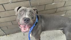 Shelter Stray Male Dog last seen Riverside Drive, NEW YORK, NY, 10025, 326 E 110th St, New York, NY 10029, USA