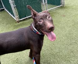 Shelter Stray Female Dog last seen Near Street, NEW YORK, NY, 10029, 326 E 110th St, New York, NY 10029, USA