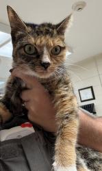 Shelter Stray Female Cat last seen Marbrett Drive, North Chesterfield, VA, 23225, 9300 Public Works Rd, Chesterfield, VA 23832, USA
