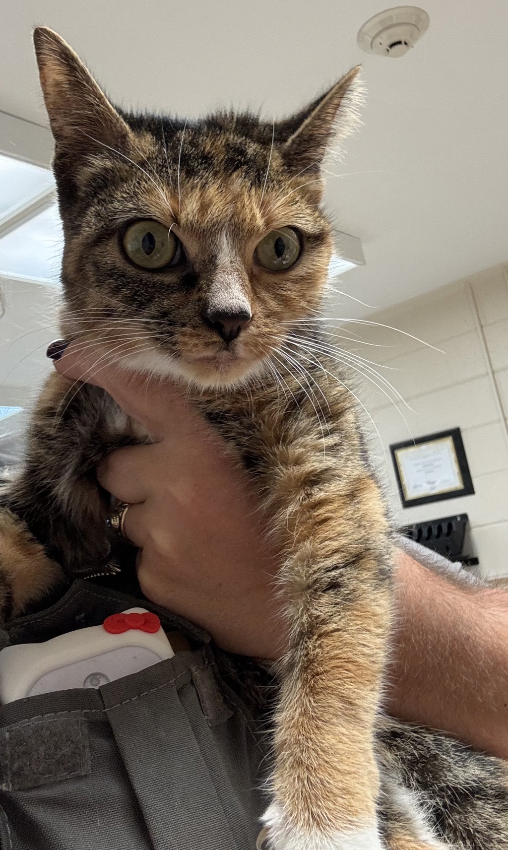 Shelter Stray Female Cat last seen Marbrett Drive, North Chesterfield, VA, 23225, 9300 Public Works Rd, Chesterfield, VA 23832, USA