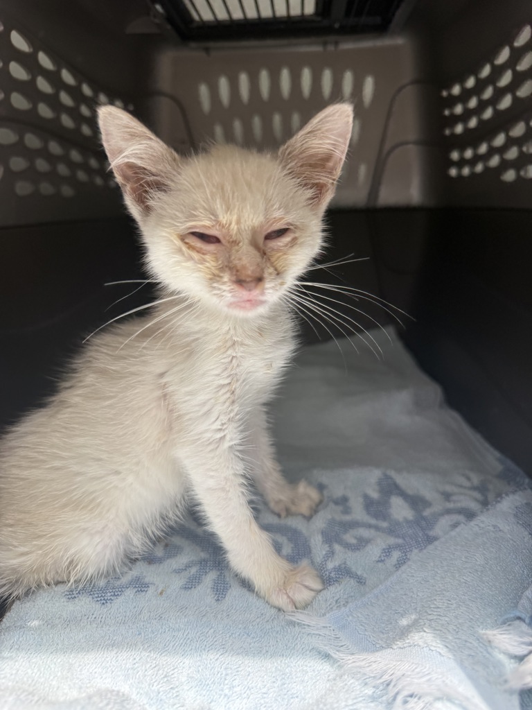 Shelter Stray Female Cat last seen Pleasant Ridge Road, North Chesterfield, VA, 23237, 9300 Public Works Rd, Chesterfield, VA 23832, USA
