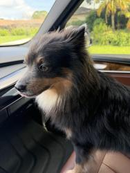 Found/Stray Male Dog last seen SE Whitmore and SE Evans, Port St. Lucie, FL 34986