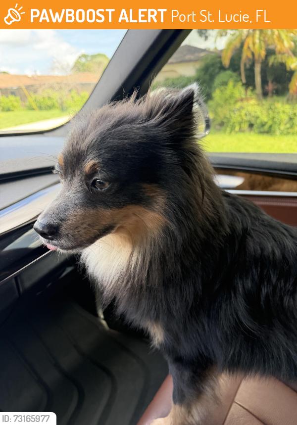 Found/Stray Male Dog last seen SE Whitmore and SE Evans, Port St. Lucie, FL 34986