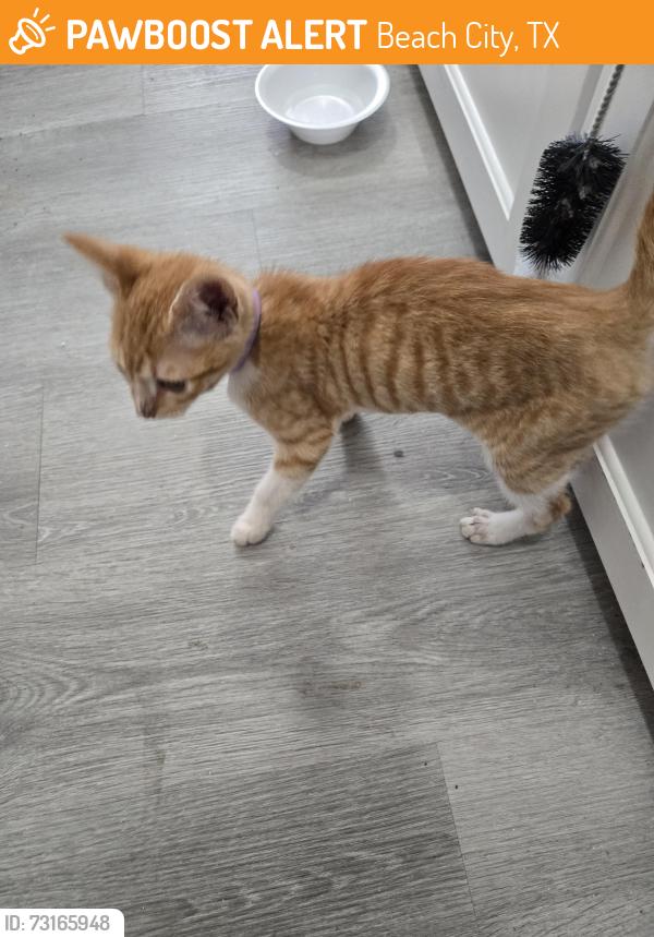 Found/Stray Male Cat last seen Tri City Beach Rd and Allen Dr, Beach City, TX 77523