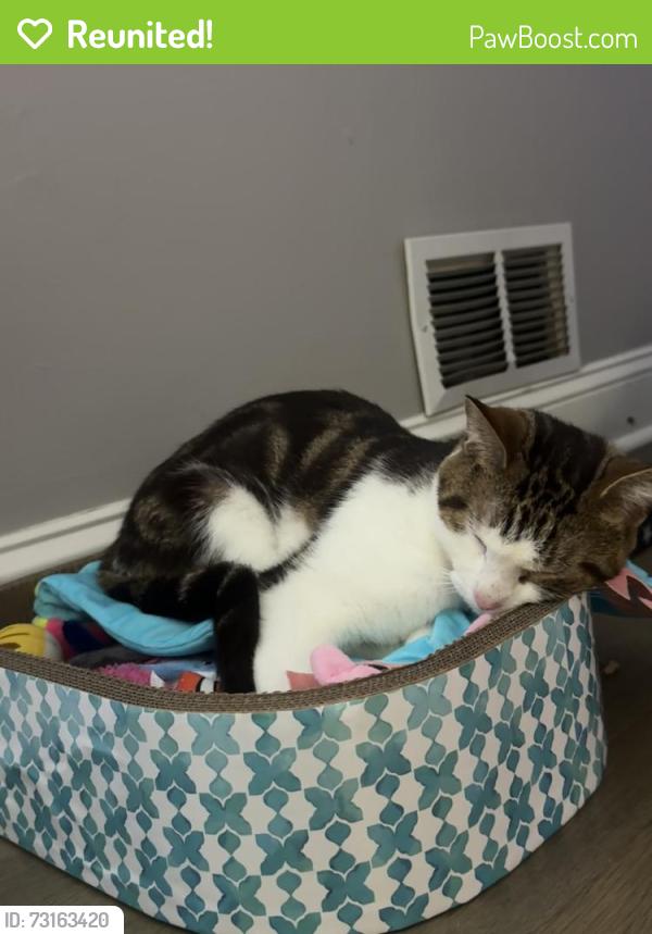 Reunited Male Cat last seen Near Daniel st, Dover NJ 07801, Dover, NJ 07801