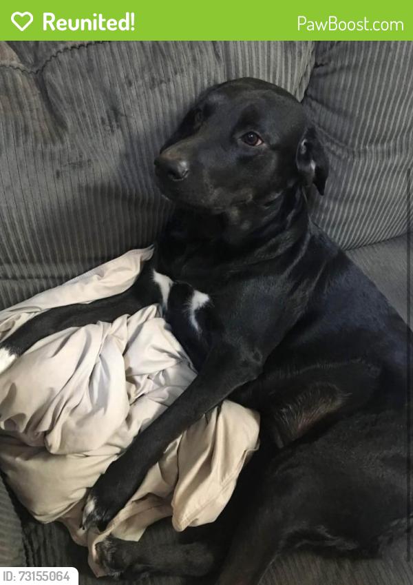 Reunited Female Dog last seen Indian Springs Dr and Atlantic Blvd, Jacksonville, FL 32246