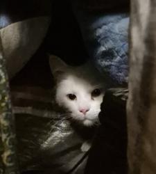 Found/Stray Unknown Cat last seen Alma School Rd/McLellan, Mesa, AZ 85201