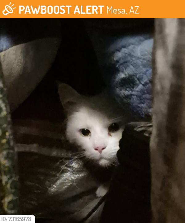 Found/Stray Unknown Cat last seen Alma School Rd/McLellan, Mesa, AZ 85201