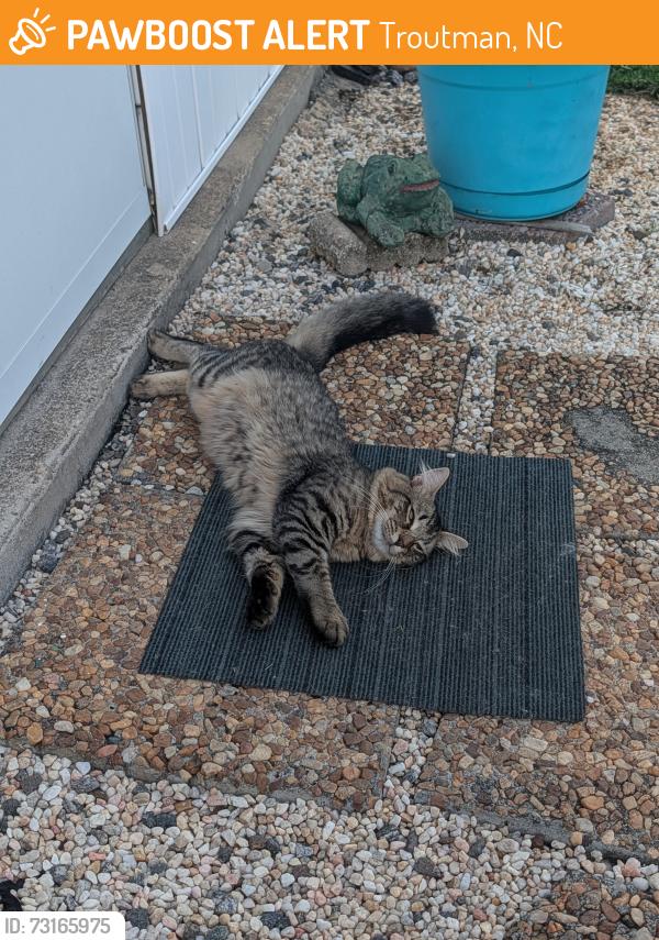 Found/Stray Male Cat last seen Near the Iredell Fairgrounds, Troutman, NC 28677
